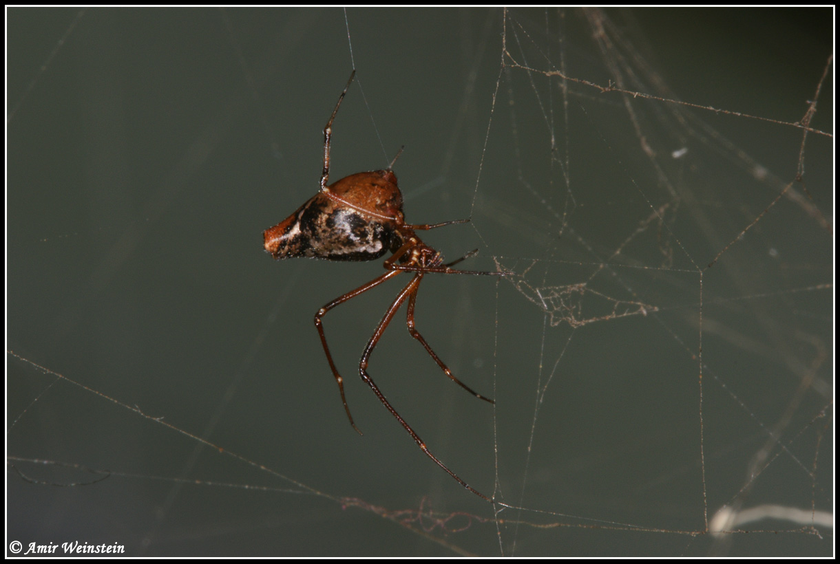 Neospintharus sp.  e Argyrodes sp.?